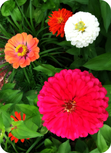 ZinniaGarden